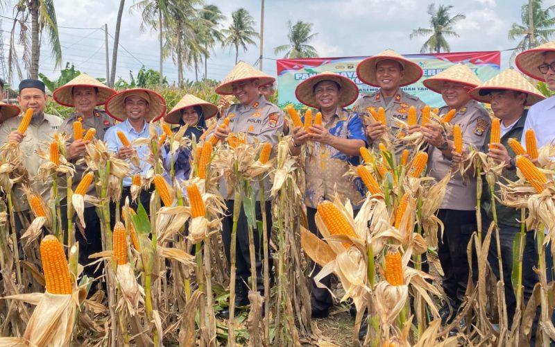 Panen Raya Jagung Polres Lampung Selatan Dipimpin AKBP Toni Kasmiri