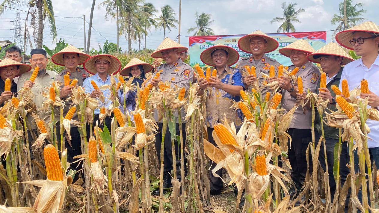 Panen Raya Jagung Polres Lampung Selatan Dipimpin AKBP Toni Kasmiri