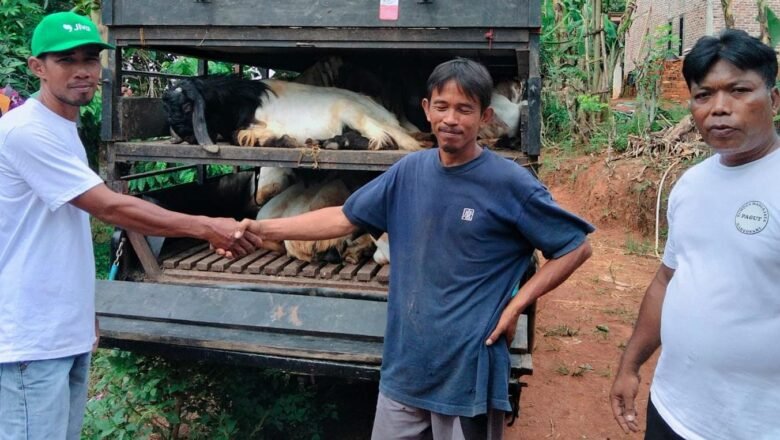 BUMDes Marga Jaya Pringsewu Kembangkan Ternak Kambing, 100 Ekor Jadi Modal Ketahanan Pangan
